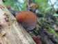Júdásfülgomba (Auricularia auricula-judae), Budai-hegység